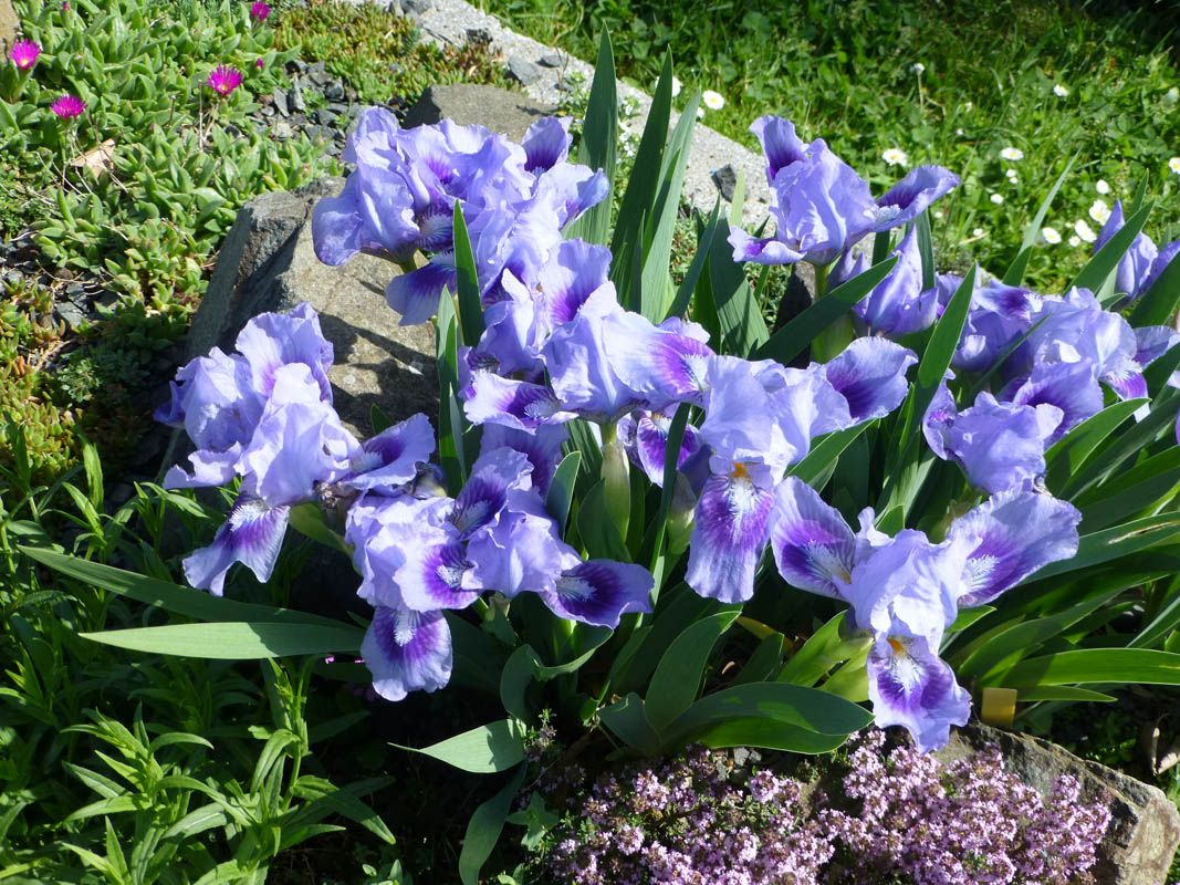 Iris pumila 'bleu' en fleurs dans une pelouse steppique ensoleillée d'Europe centrale
